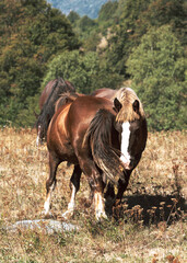 Wild horses grazing grass in the bush