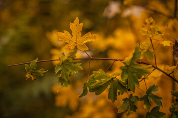 autumn leaves on the tree