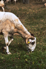 Sheeps grazing grass in the bush