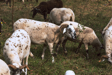 Sheeps grazing grass in the bush