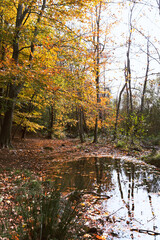 Beautiful colorful forest during autumn in Yosemite Park