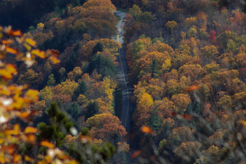 autumn in the forest