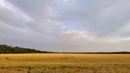 Obraz premium field and sky