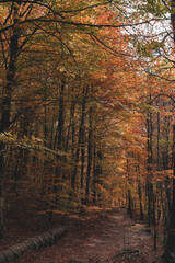 Beautiful colorful forest during autumn in Yosemite Park