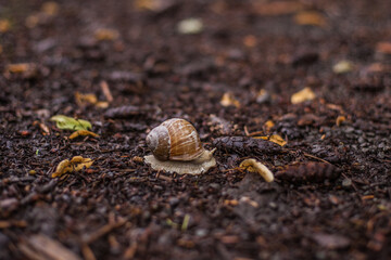 snail