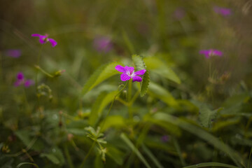 purple flowers in the field