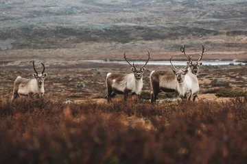 Photo sur Plexiglas Marron profond famille raindeer dans le paysage scandinave