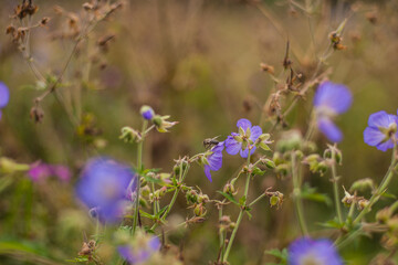 flowers in the field