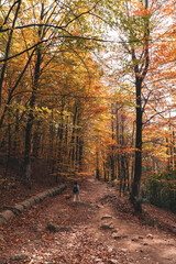 One person walking throw an atumn forest with a dog in Yosemite Park