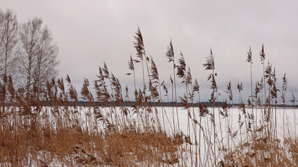 Reeds in the snow on Vldai lake for natural background