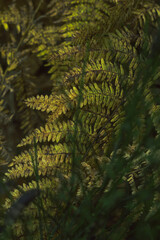 Native leaves in the forest