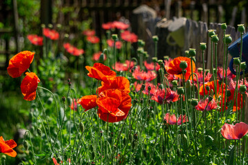 flowering poppy plants in garden
