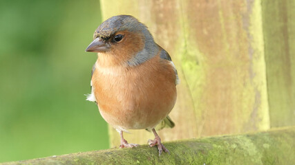 Chaffinch sitting on a fence UK