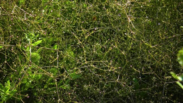 Many mosquitoes fly near plants on the bank of the estuary, Ukraine