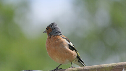 Chaffinch sitting on a fence UK