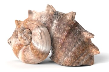 3D Illustration of a Seashell