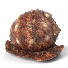 3D Illustration of a Seashell