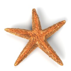 3D Illustration of a Star Fish