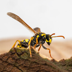 Portrait of a house field wasp crawling over a leaf