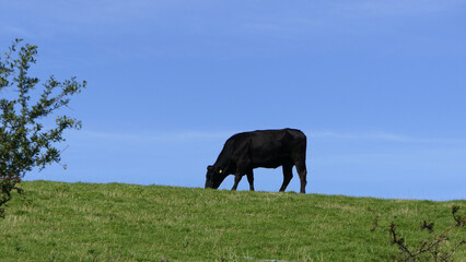 Black cow eating grass in a field on farm blue sky background copy text