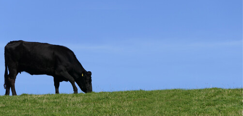 Black cow eating grass in a field on farm blue sky background copy text