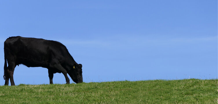 Black cow eating grass in a field on farm blue sky background copy text