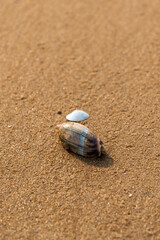 Close up of a big seashell on the shore with use of selective focus