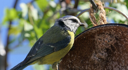 Blue Tit eating from a Coconut Suet Shell at Bird Table