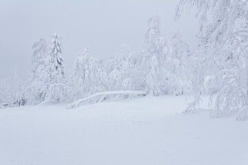 Fototapeta na wymiar frozen winter mountain forest, trees covered with a thick layer of frost stand in deep snow after heavy showfall