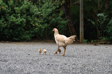 Hen with chicks walking on gravel
