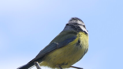 Blue Tit UK with blue sky background