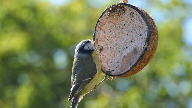 Blue Tit Eating From A Coconut Suet Shell At Bird Table