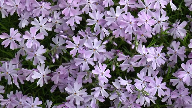 Gardening: close-up, detailed view of Phlox Subulata flowers.