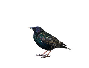 Birds. The common starling (Sturnus vulgaris), isolated on white background