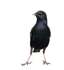Birds. The common starling (Sturnus vulgaris), isolated on white background