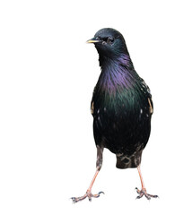 Birds. The common starling (Sturnus vulgaris), isolated on white background