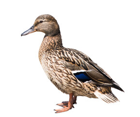 Birds. The mallard or wild duck (Anas platyrhynchos), isolated on white background