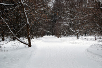 Winter panorama. Snow-covered paths in the park. Clear winter day.