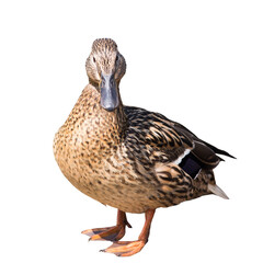 The mallard or wild duck (Anas platyrhynchos), isolated on white background