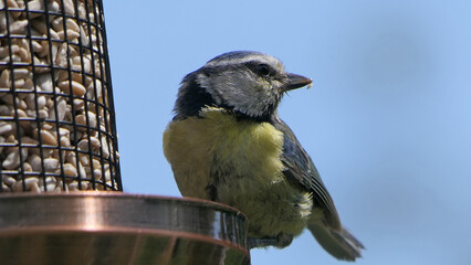 Blue Tit sitting on a bird table in UK