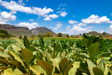 tobacco field with blue sky