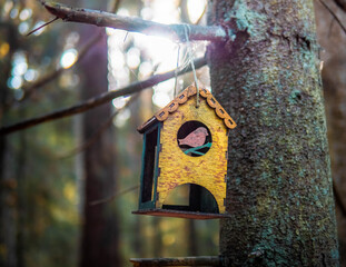 birdhouse on a tree