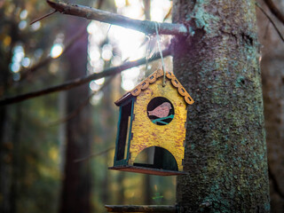 bird house in the forest