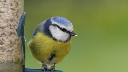 Blue Tit sitting on a bird table in UK