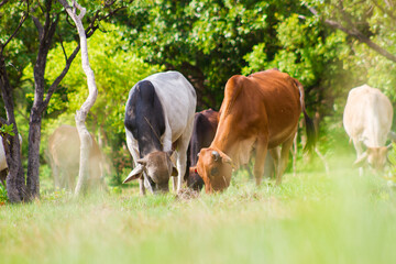 Two Cows Grazing 