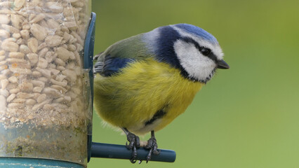 Blue Tit sitting on a bird table in UK