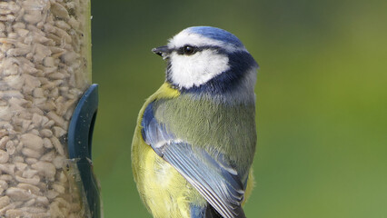 Blue Tit sitting on a bird table in UK