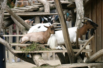 Goats resting on a sunny day