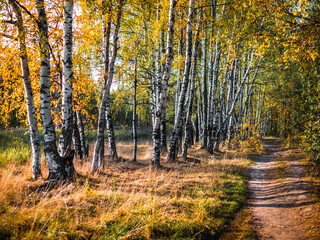 autumn in the forest