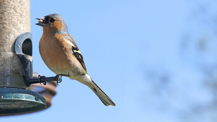 Chaffinch feeding from a bird table in UK